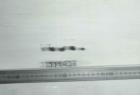 Click for 1 image(s) for this accession. FRUIT